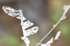 Cryptomycina pteridis