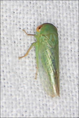 Rosopaella leurensis