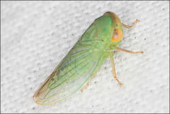 Rosopaella leurensis