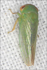 Rosopaella leurensis