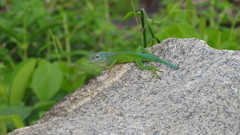 Anolis marmoratus