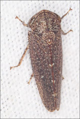 Putoniessa