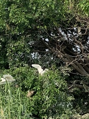 Egretta garzetta