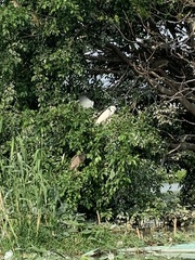 Egretta garzetta