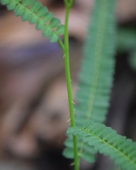 Zanthoxylum foliolosum