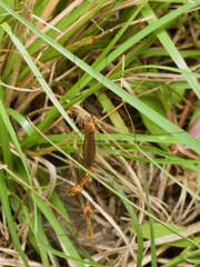 Nephrotoma suturalis