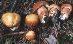 Boletus subcaerulescens