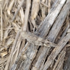 Trimerotropis ochraceipennis