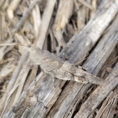 Trimerotropis ochraceipennis