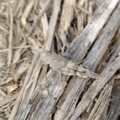 Trimerotropis ochraceipennis