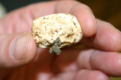 Lactarius southworthiae