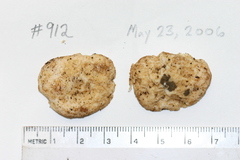 Lactarius southworthiae