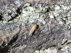Apogonalia fraterna