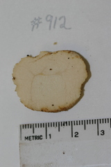 Lactarius southworthiae