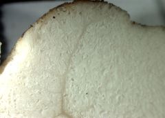 Lactarius southworthiae