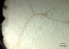 Lactarius southworthiae