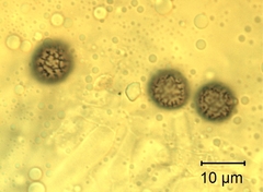 Lactarius southworthiae