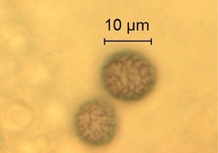 Lactarius southworthiae