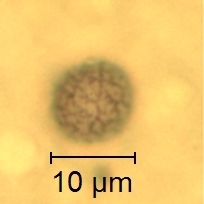 Lactarius southworthiae