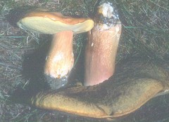 Boletus subcaerulescens