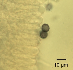 Lactarius southworthiae