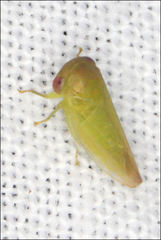 Rosopaella leurensis