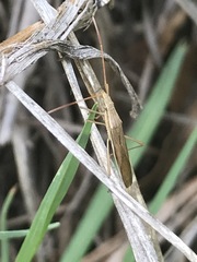 Darmistus subvittatus