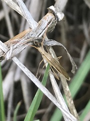 Darmistus subvittatus