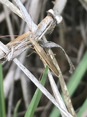 Darmistus subvittatus