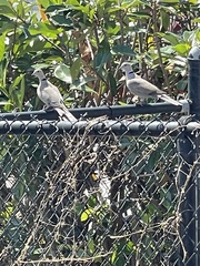 Streptopelia decaocto