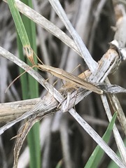 Darmistus subvittatus