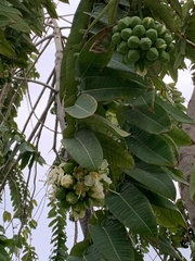 Duabanga grandiflora