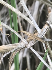 Darmistus subvittatus