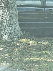 Sciurus carolinensis