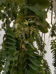 Duabanga grandiflora