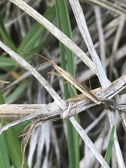 Darmistus subvittatus