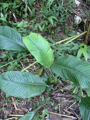 Spathiphyllum cochlearispathum