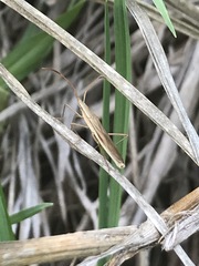 Darmistus subvittatus