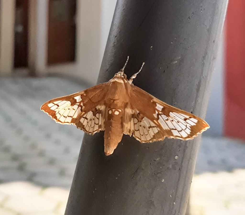 Megastes major