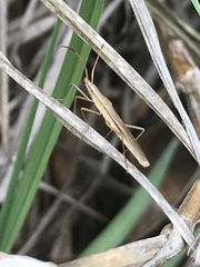 Darmistus subvittatus