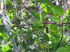 Loriotus luctuosus