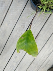 Griselinia littoralis