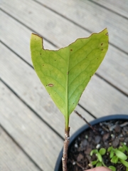 Griselinia littoralis