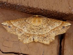 Euchlaena tigrinaria