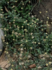 Tridax procumbens
