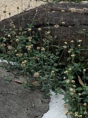 Tridax procumbens