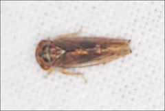 Rosopaella kirkaldyi