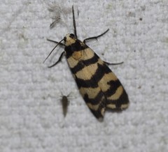 Scaptesyle equidistans