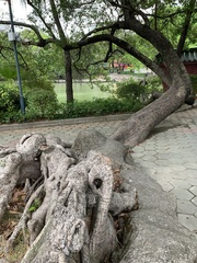 Ficus microcarpa