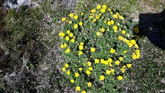 Potentilla biflora
